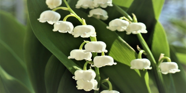 Jenis Bunga yang Cantik Tapi Mematikan (Sumber: Pixabay)